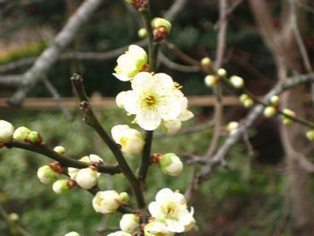 IMG_0429.jpg